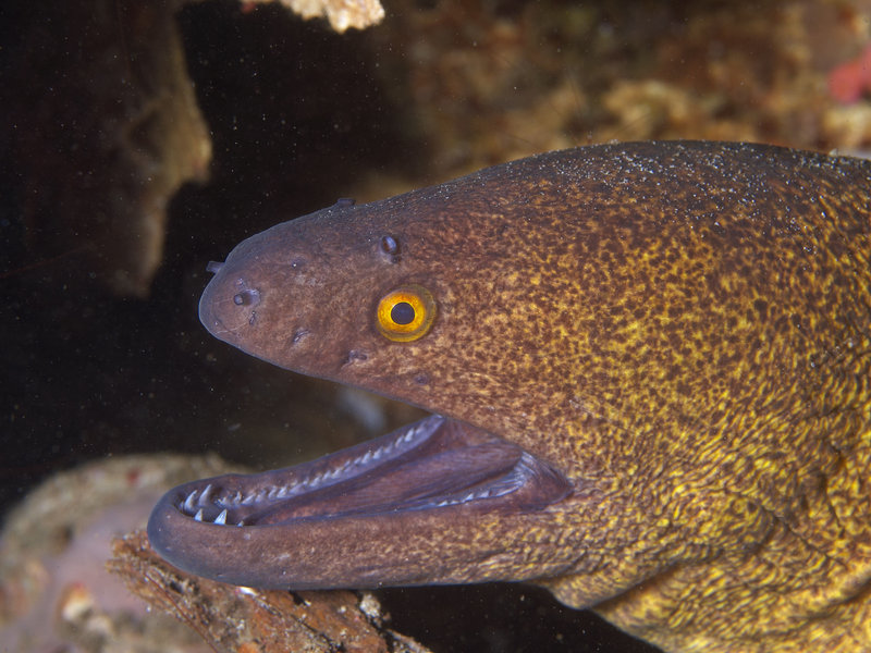Moray eel, Sabang Wreck